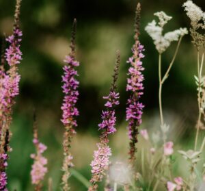 Compostage et jardinage au naturel