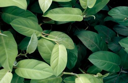 Prolongation de la collecte des déchets verts