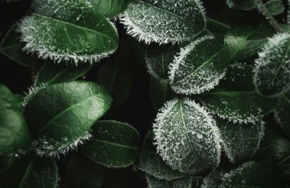 Déchets verts : pause hivernale de la collecte