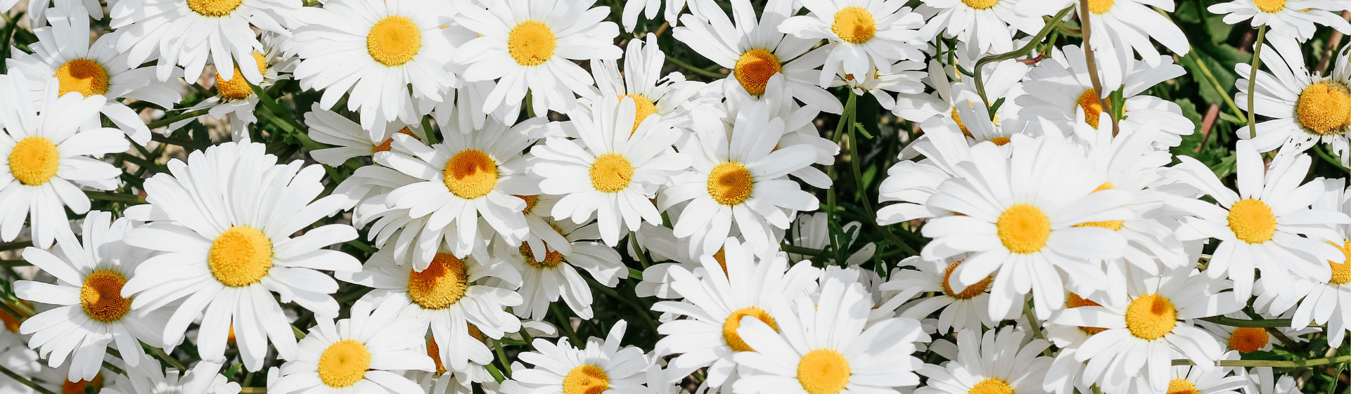 Jardinage au naturel